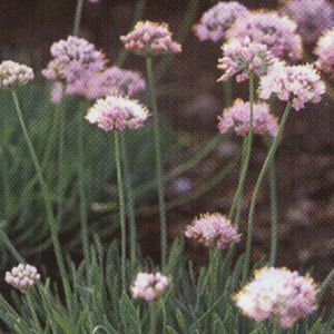 Allium senescens