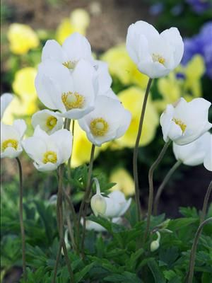 Anemone sylvestris