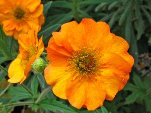 geum totally tangerine