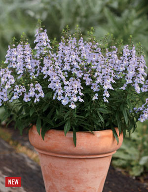 Angelonia