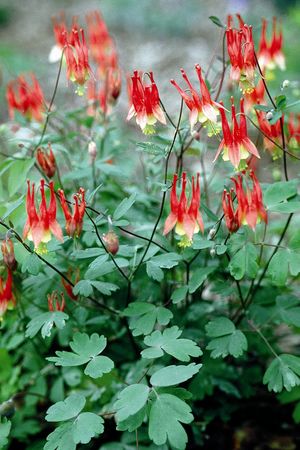 Aquilegia canadensis