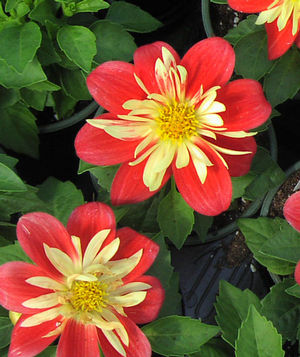 Dahlia