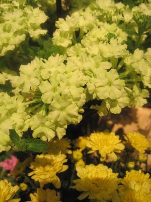 Verbena