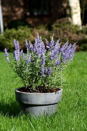 Perovskia atriplicifolia