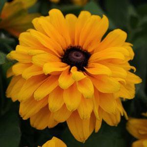 Rudbeckia hirta