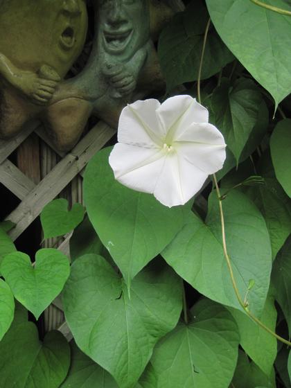 Ipomoea noctiflora alba