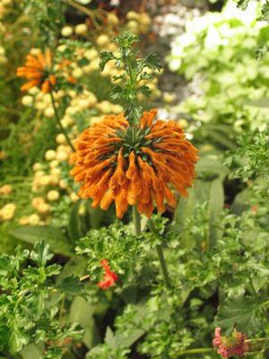 Leonotis leonurus