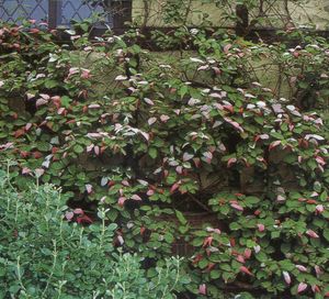 Actinidia 