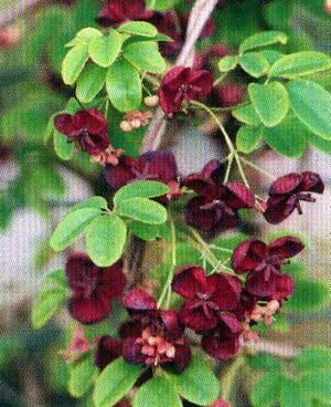 Akebia quinata