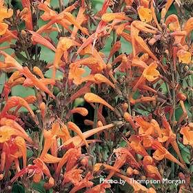 Agastache aurantiaca