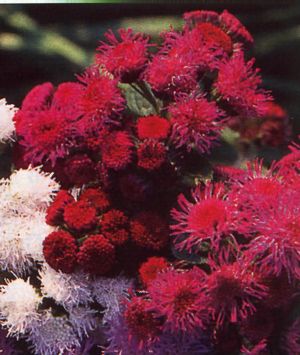 Ageratum houstonianum