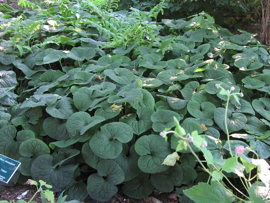 Asarum canadensis