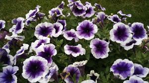 Petunia
