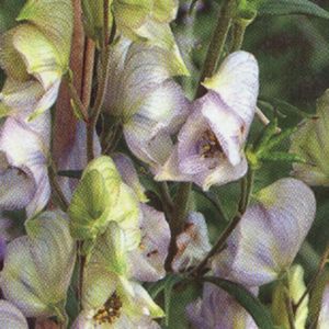 Aconitum cammarum