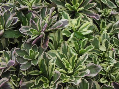 Arabis procurrens