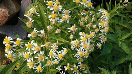 Aster umbellatus