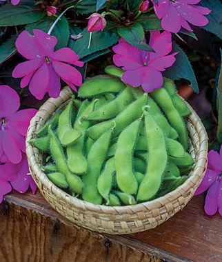 Edamame Soybeans