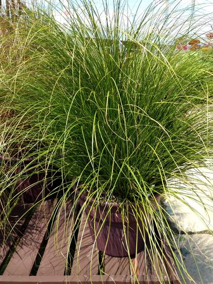 Carex comans