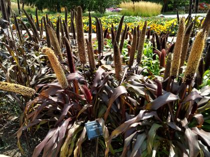 Ornamental Millet
