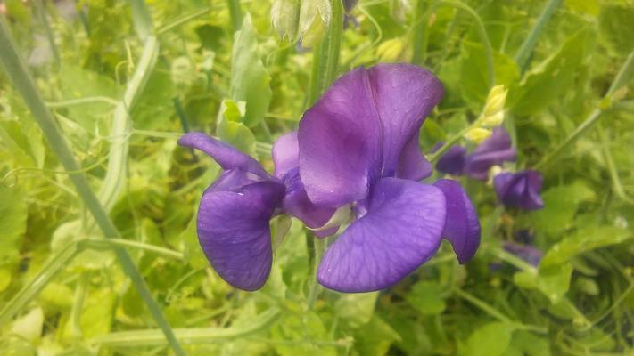 Lathyrus