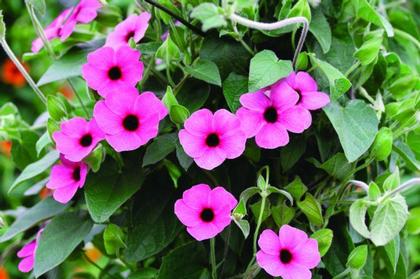 Thunbergia