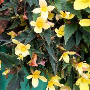 Begonia boliviensis