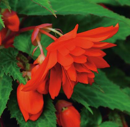 Begonia