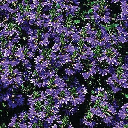 Scaevola