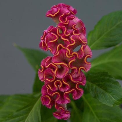 Celosia cristata