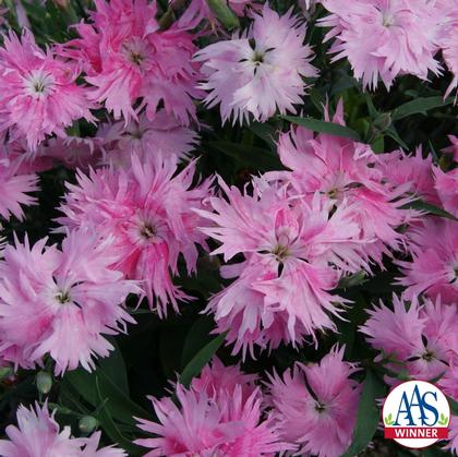 Dianthus interspecific