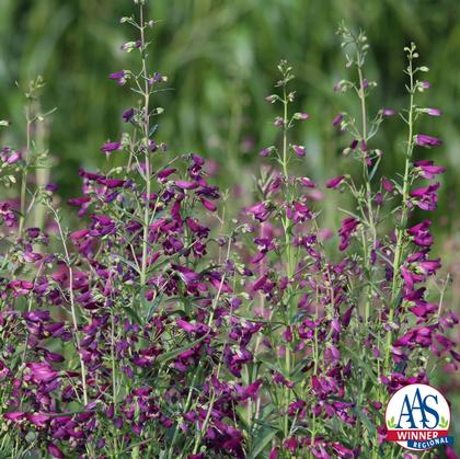 Penstemon barbatus