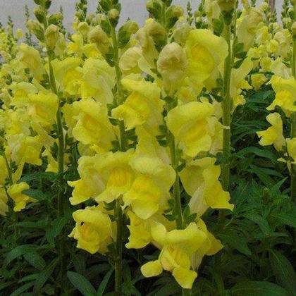 Snapdragon