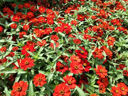 Zinnia elegans