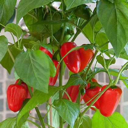 Pepper