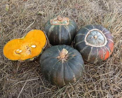 Winter squash, Buttercup
