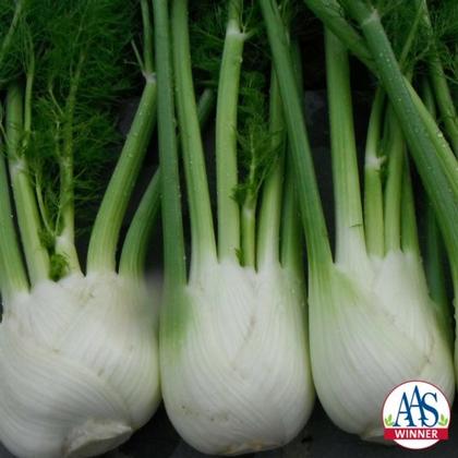 Fennel-bulbing