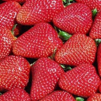 Strawberry, Ever bearing