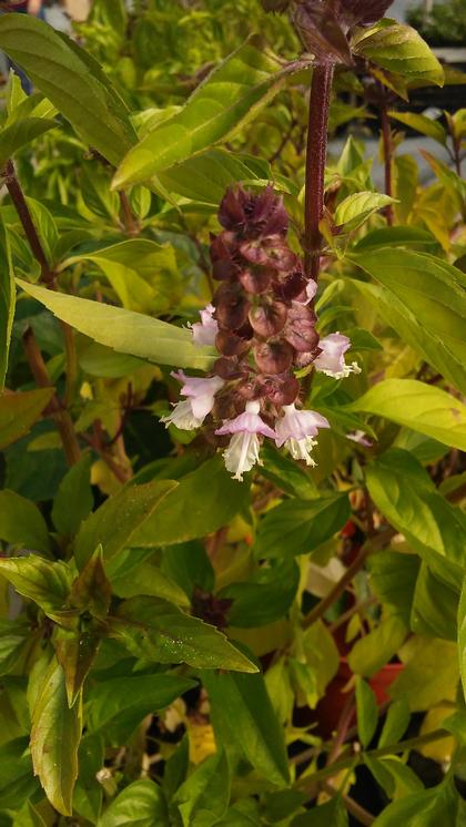 Basil