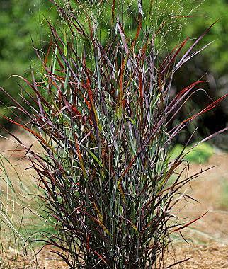 Panicum virgatum