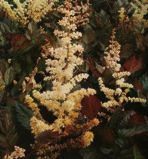 Astilbe chinensis