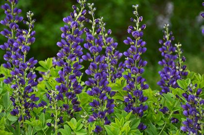 Baptisia