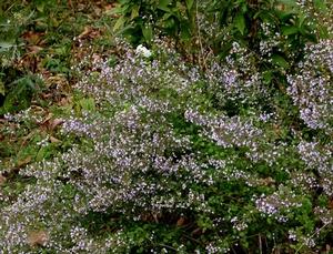 Calamintha nepeta