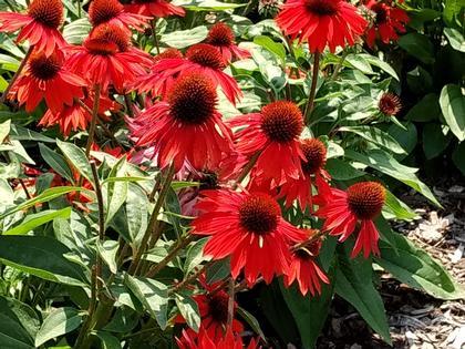 Echinacea x hyb