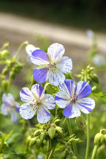 Geranium pratense