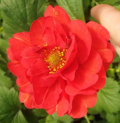 Geum