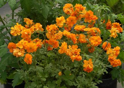 Geum