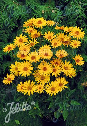Heliopsis helianthoides var. scabra