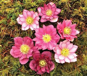 Helleborus