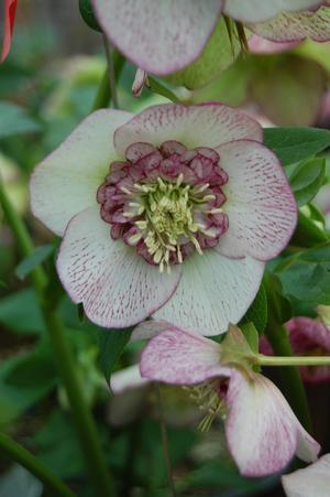Helleborus