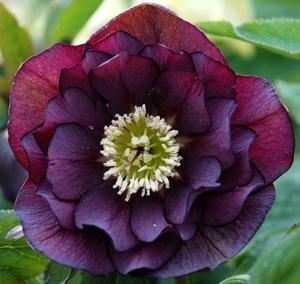 Helleborus